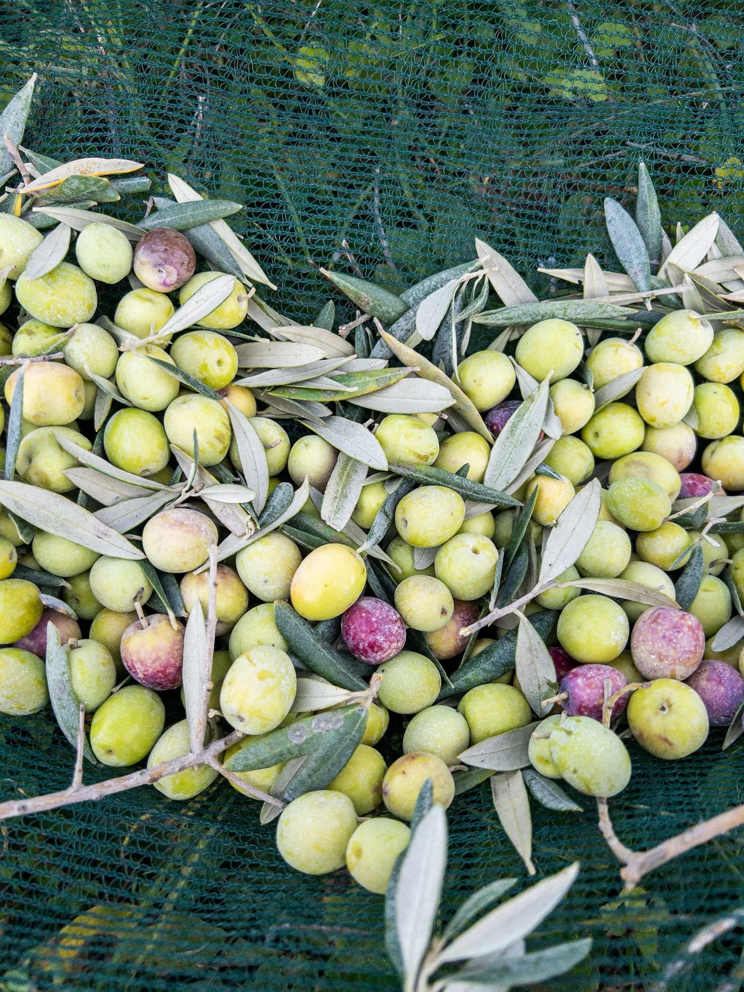 Olives vertes et violettes fraîchement cueillies sur un filet de récolte, mêlées à leurs rameaux et feuilles d'olivier.