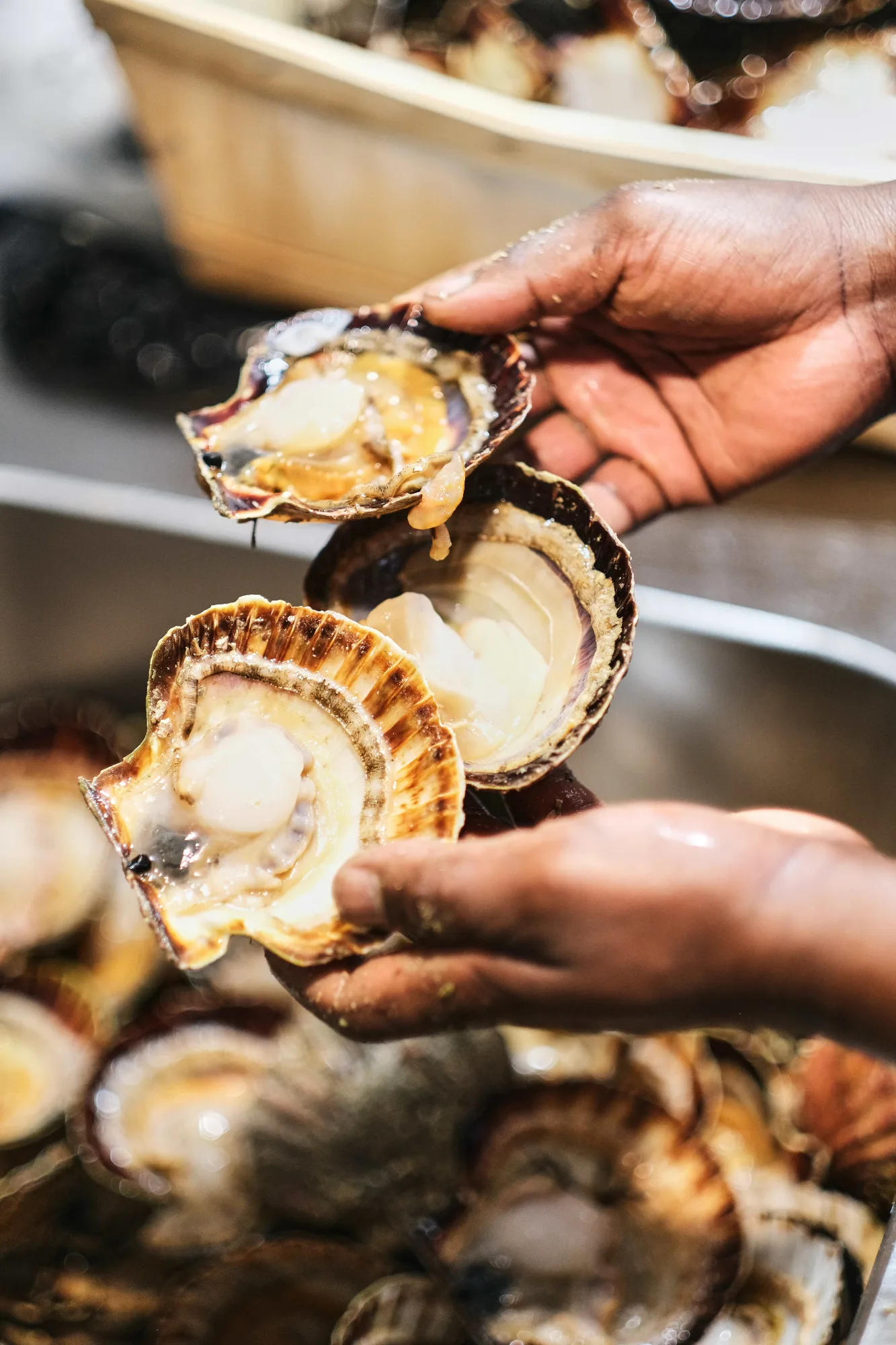 Présentation des coquilles saint jacques en cuisine — restaurant HABILE., Paris 10.