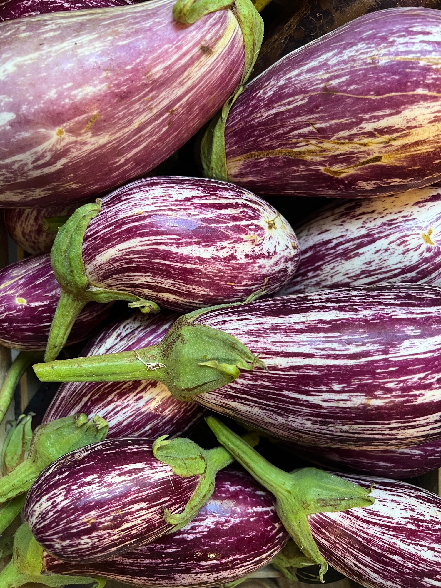 Aubergines striées violet et blanc, variété ancienne, disposées en vrac — légumes de saison à l'épicerie HABILE.