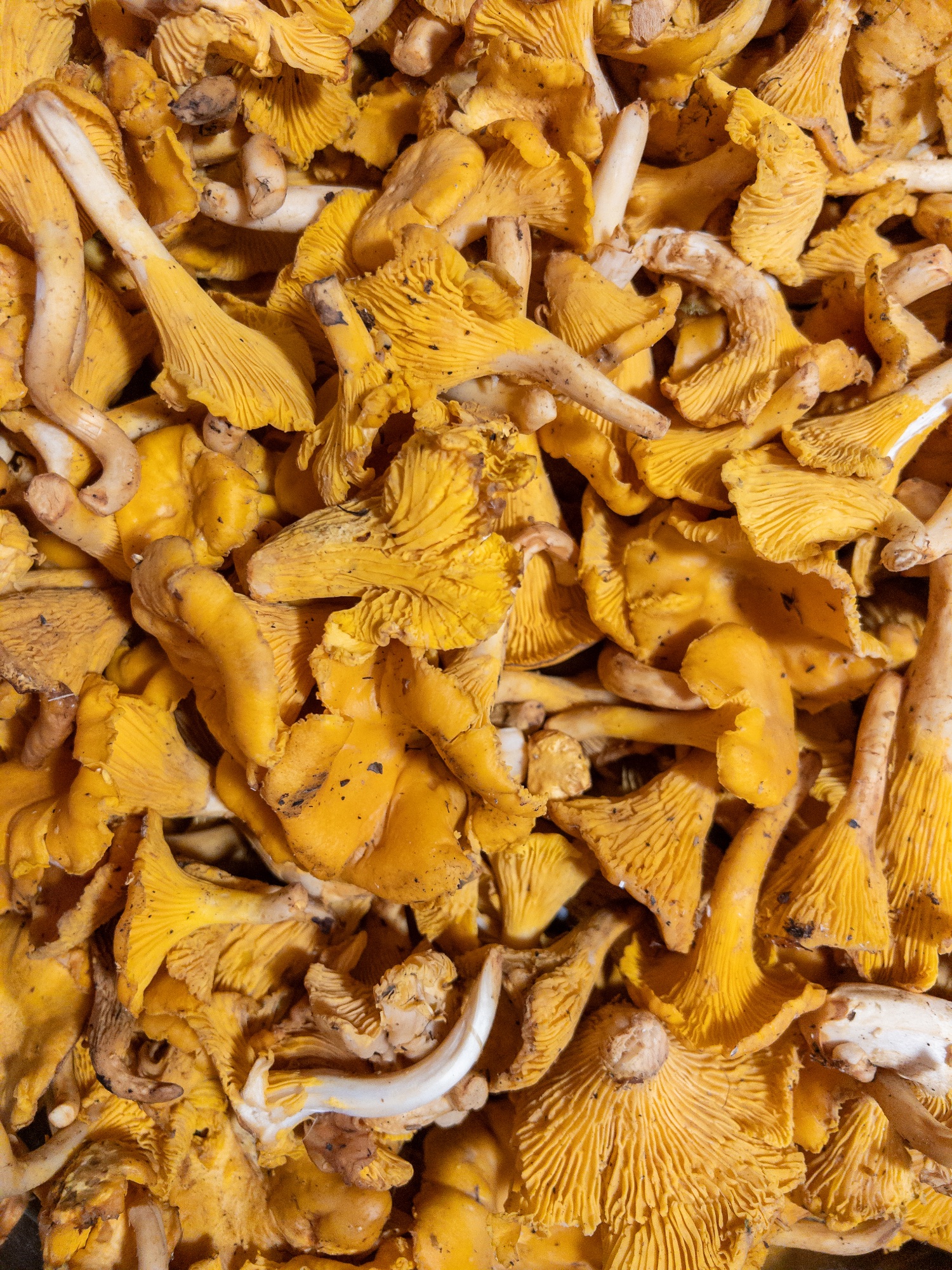 Champignons d'exception produits pour le restaurant bistronomique HABILE