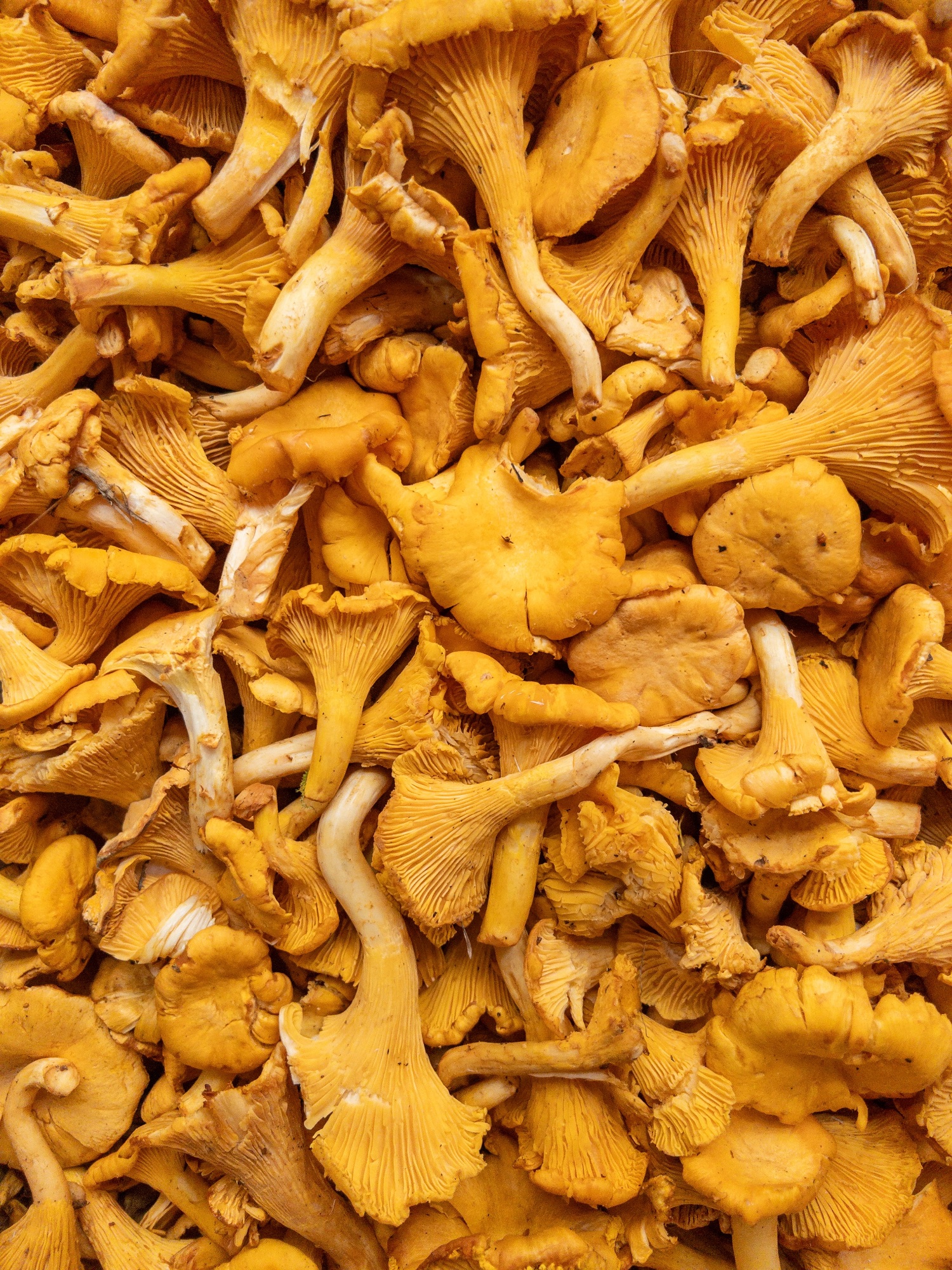 Champignons sauvages produits pour le restaurant bistronomique HABILE