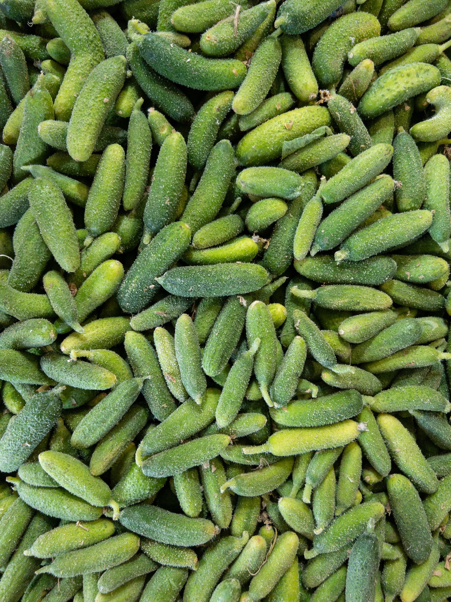 Cornichons maison produits au restaurant bistronomique HABILE